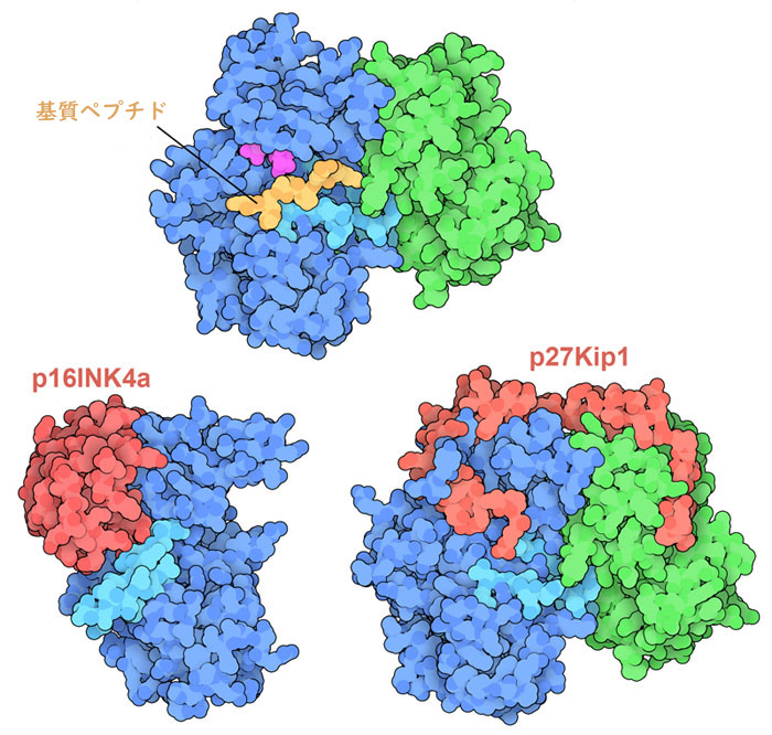 上は対象となるタンパク質由来の小さなペプチド（黄）がサイクリン依存性キナーゼの活性部位に結合している構造、下の二つは阻害タンパク質（赤）がキナーゼの作用を阻害しているところを示す構造。