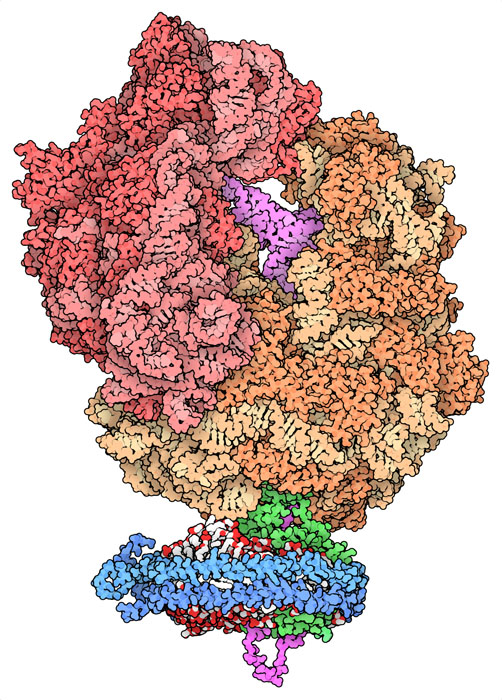 リボソームの構造（赤とオレンジ）は新たなタンパク質鎖（赤紫、上に見える転移RNAにまだくっついている）を合成する。そしてできたタンパク質鎖はナノディスク膜（アポリポタンパク質は青、脂質は白と赤で示す）を通し、分泌タンパク質複合体SecYE（緑）によって輸送される。