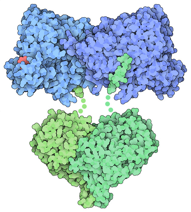 大腸菌のリボヌクレオチド還元酵素は2つのαサブユニット（青）と2つのβサブユニット（緑）でできた4量体をつくる。この構造の制御部位にはヌクレオチド（赤）が結合している。