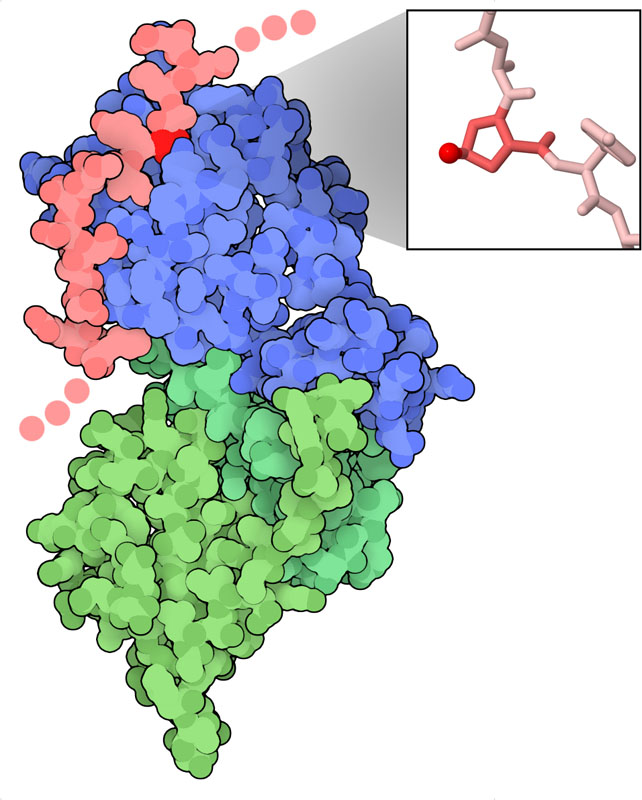 HIF-α（ピンク、プロリンは赤）、pVHL（青）、 2つのエロンギン（緑）の複合体。囲み部分はヒドロキシル化されたプロリンを拡大して表示したもの。