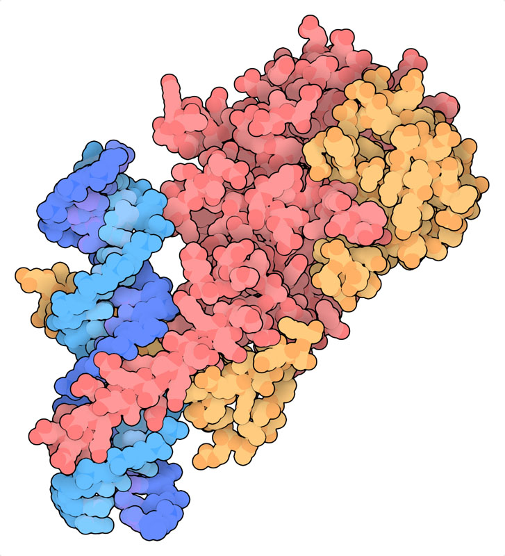 HIF-α（ピンク）、 HIF-β（黄）、DNA（青）の複合体。