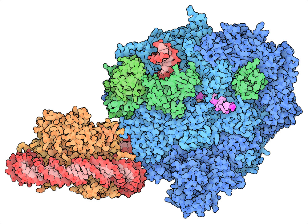 RNAポリメラーゼ（青）はヌクレオソーム（オレンジ、一緒にあるDNAは赤）を巻き戻す間つなぎとめておく働きをする。緑で示すのが伸長因子、赤紫で外に突き出しているのが転写されたRNAの小さな断片である。