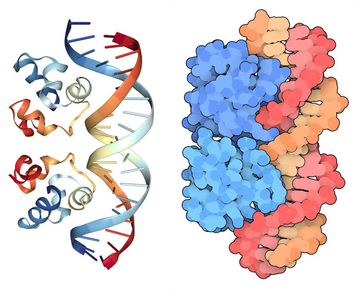 位相抑制因子434がそのDNAオペレータに結合している様子を2種類の表示方法で表現したもの。