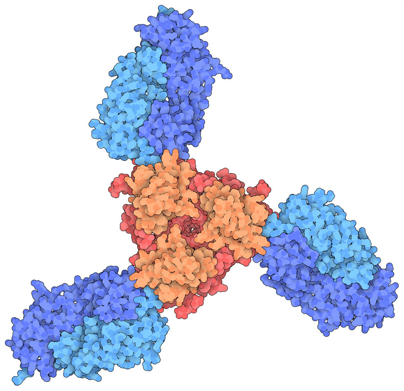 エボラウイルスの糖タンパク質（ebola glycoprotein、オレンジと赤）に結合した抗体Fab断片（青）