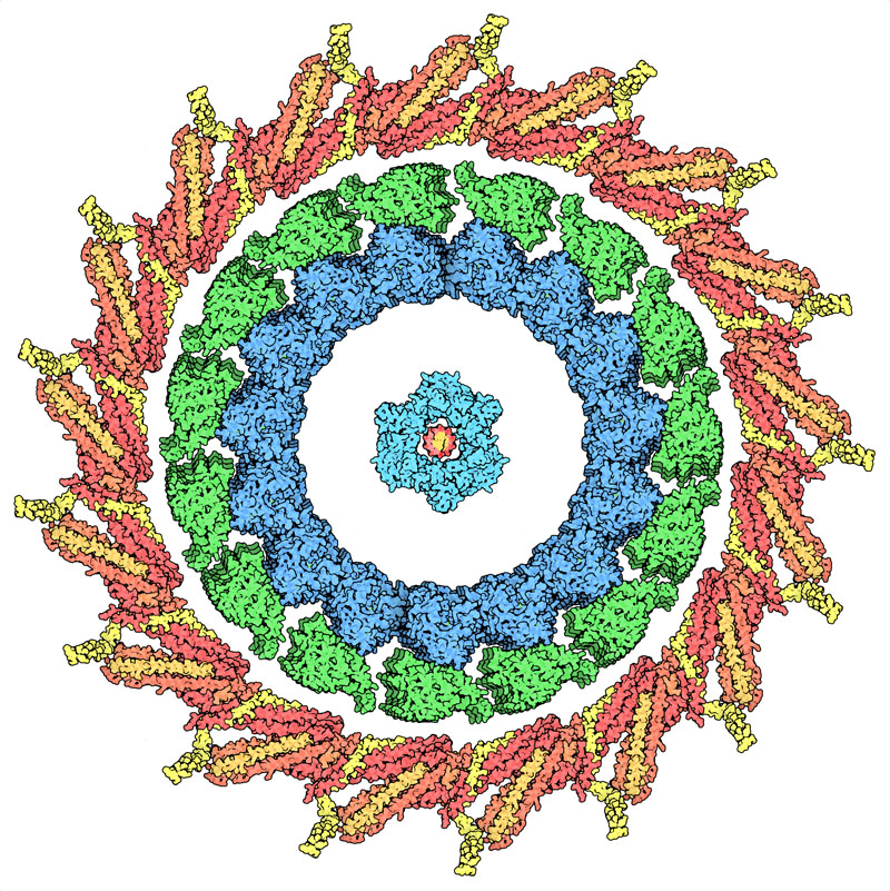 動原体の環状領域（黄と赤）がキネシン-微小管複合体（緑と青）を、PCNA（青緑）がDNA（中央の赤）を取り囲んでいる。