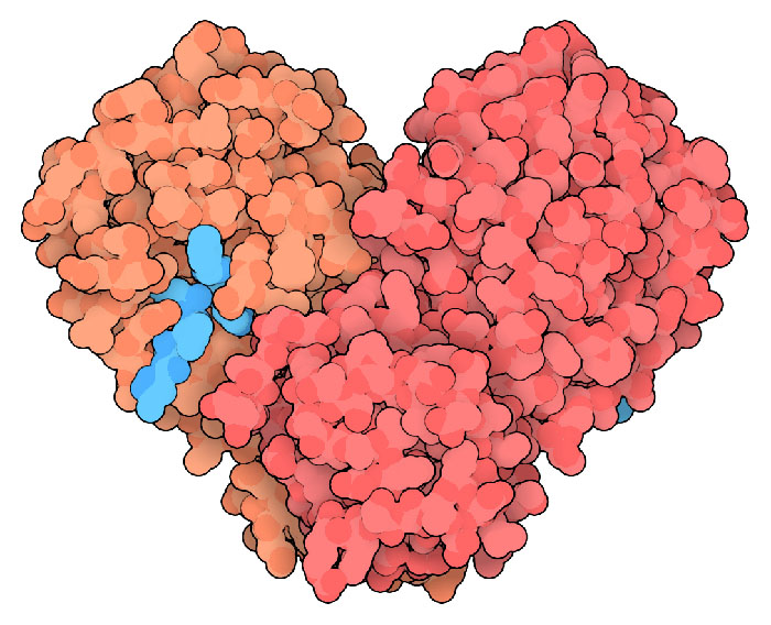 2019新型コロナウイルスの主要プロテアーゼ。結合している阻害剤は水色で示す。