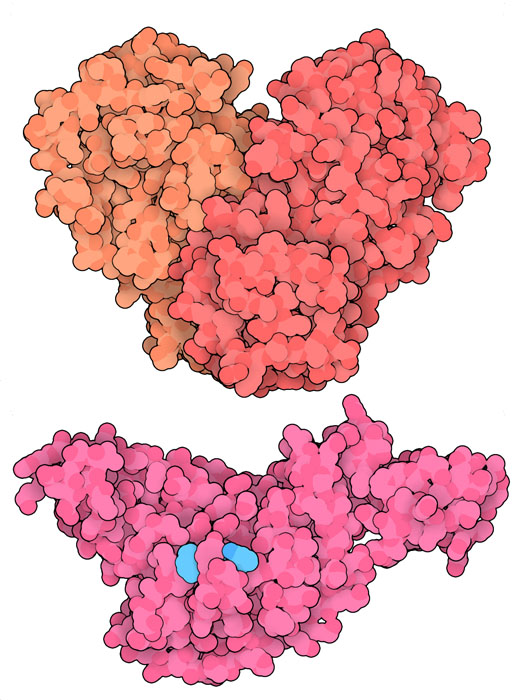 SARSの主要プロテアーゼ（上）とパパイン様プロテアーゼ（下）。結合している阻害剤は水色で示す。