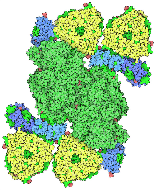 エンドウマメ由来の光化学系II超複合体。光化学系は緑で、LHCIIは黄で、集光性複合体の小さい方の部位は青で示す。たくさんある補因子は濃い緑と赤で示す。