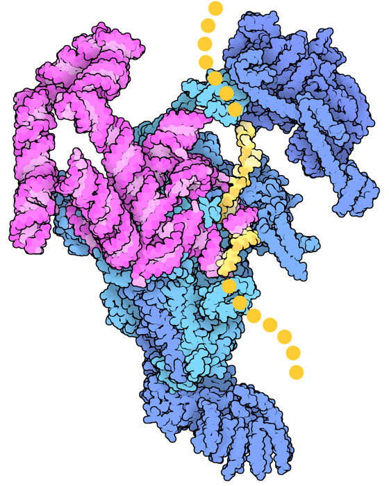 酵母のスプライソソーム E複合体（RNAは赤紫、タンパク質は青で示す）。伝令RNA前駆体（黄）の中にあるイントロンの5' 末端を認識している。