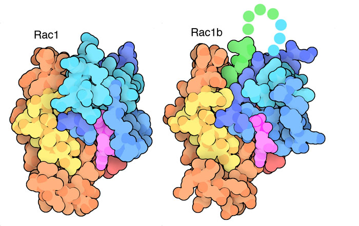 Rac1은 6개의 엑손으로 이루어져 있다. 각각을 파란색에서 빨간색으로 색을 변화시켜 나타내고 있다. 결합되어 있는 뉴클레오타이드는 자홍색으로 나타냈다. Rac1b에서는 사슬 중간에 여분의 엑손(녹색)이 삽입되어 있다. 보다 길어진 루프는 그 대부분의 구간에서 일정한 구조를 취하지 않기 때문에 대략적인 위치를 점선으로 나타내고 있다.