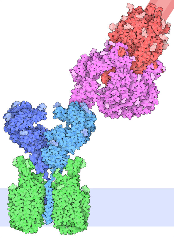 スパイクタンパク質（赤と赤紫）が受容体ACE2（青）に結合した複合体のイラスト。ACE2はアミノ酸輸送体B0AT1（緑）を含む複合体の一部である。細胞膜があるおおよその位置は下方に薄い青で示す。