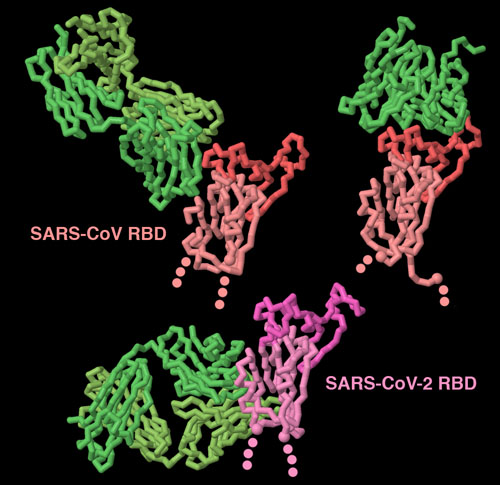 スパイク受容体結合ドメインに結合した抗体