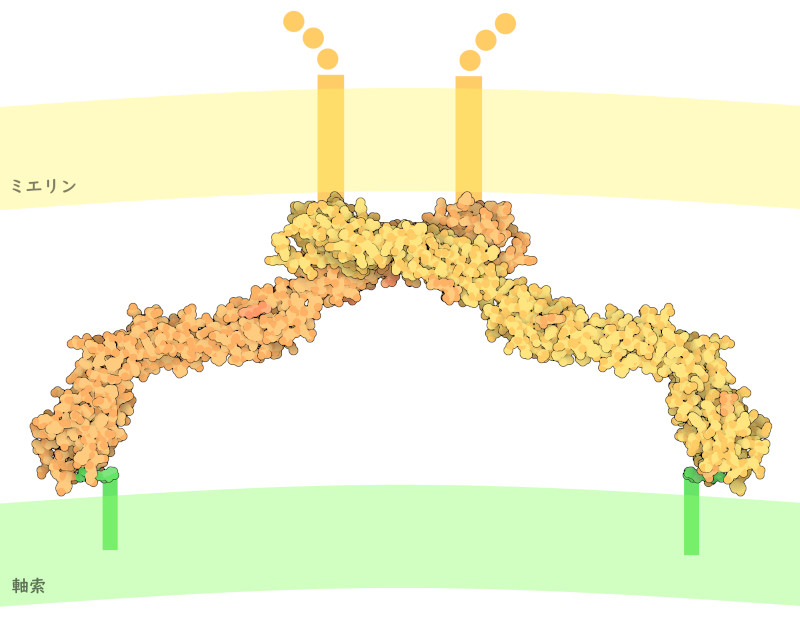 ミエリン関連糖タンパク質はミエリン膜から伸び、軸索表面にある糖脂質（緑）と結合する。この構造に含まれるのはタンパク質の細胞外部分と糖脂質だけであり、残りの部分はおおよその位置で示している。