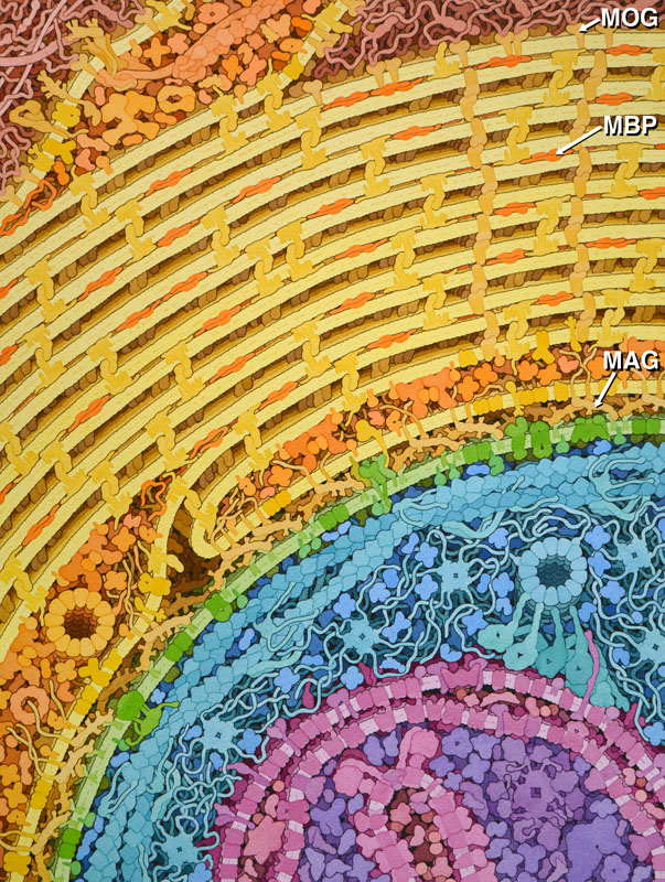 有髄軸索の断面を描いたイラスト。ミエリン鞘は黄色で、乏突起膠細胞内の分子はオレンジ色で示す。軸索の膜は緑、細胞骨格は青、ミトコンドリアは紫で示す。