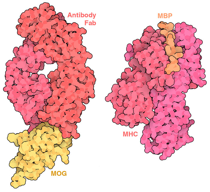 ミエリン乏突起膠細胞糖タンパク質（MOG）に抗体Fab断片が結合した複合体（左）とMHCから提示されたミエリン塩基性タンパク質（MBP）由来のペプチド（右）。