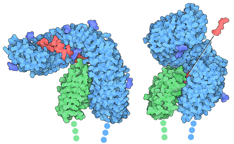 フラジェリンの受容体と補助受容体（左、フラジェリンの断片は赤で示す）とブラシノステロイド（右、ステロイドは赤で示す）。どちらも細胞外ドメインだけが構造に含まれている。