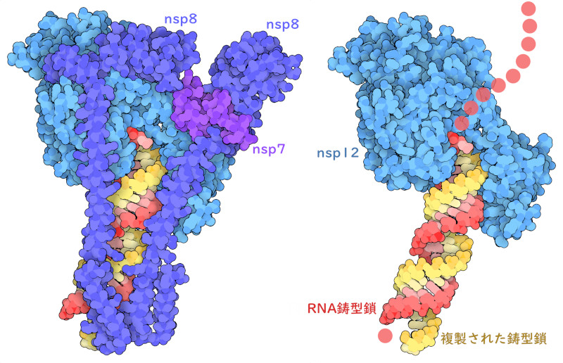 SARSコロナウイルス2型 RNA依存性RNAポリメラーゼ（nsp12）にnsp7とnsp8、そして鋳型鎖と複製鎖による短い2本鎖RNAが結合した構造。右側の図ではRNAとの相互作用が見えるようにするためnsp7とnsp8は取り除いてある。