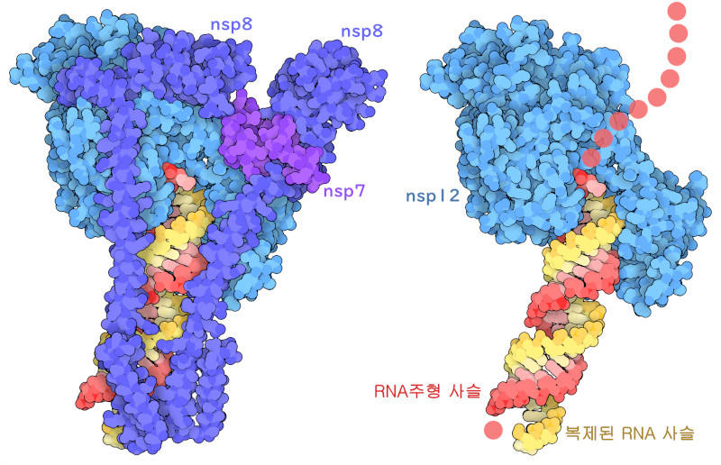 SARS 코로나바이러스 2형 RNA 의존성 RNA 중합효소(nsp12)에 nsp7과 nsp8, 그리고 주형 사슬과 복제 사슬에 의한 짧은 이중가닥 RNA가 결합된 구조. 오른쪽 그림에서는 RNA와의 상호 작용이 보이도록 하기 위해 nsp7과 nsp8은 제거했다.