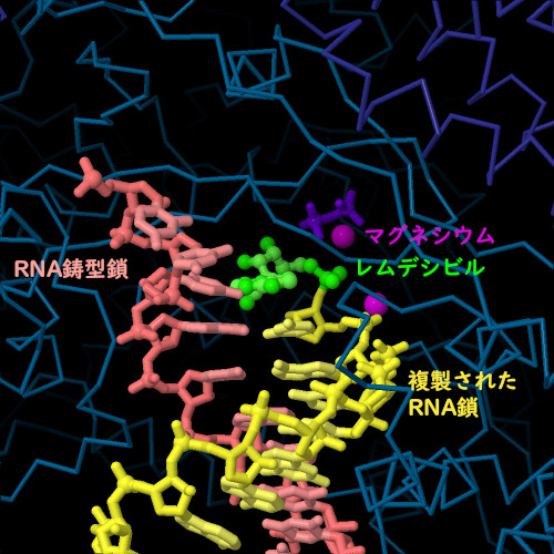 RNA依存性RNAポリメラーゼ