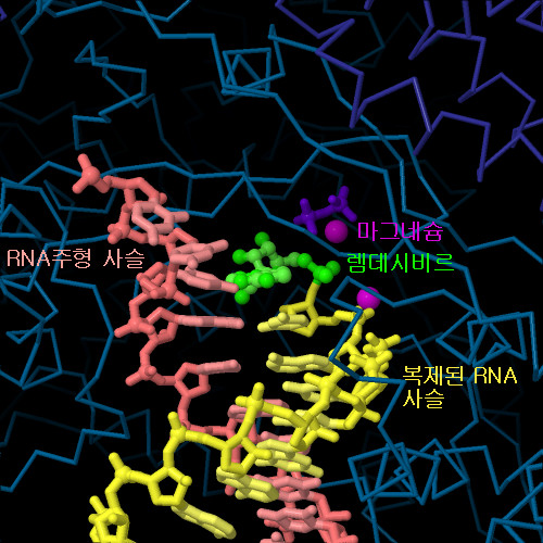 RNA의존성 RNA 중합효소