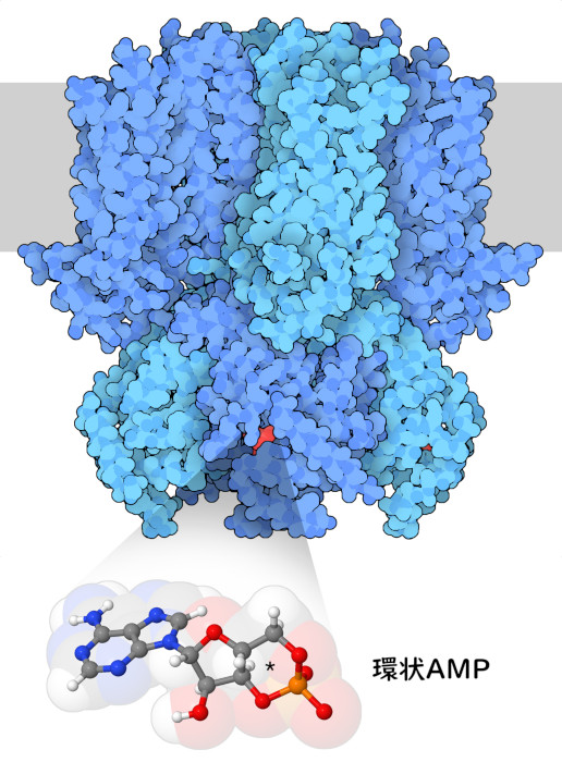 環状AMPに結合した、過分極活性化イオンチャネルHCN1の構造。下に示した環状AMPの拡大図において、六員環化したリン酸の位置をアスタリスクで示す。