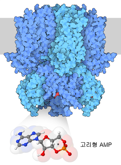 고리형 AMP에 결합한 과분극 활성화 이온 채널 HCN1의 구조. 아래에 나타낸 고리형 AMP의 확대도에서 6원환화한 인산의 위치를 별표로 나타냈다.