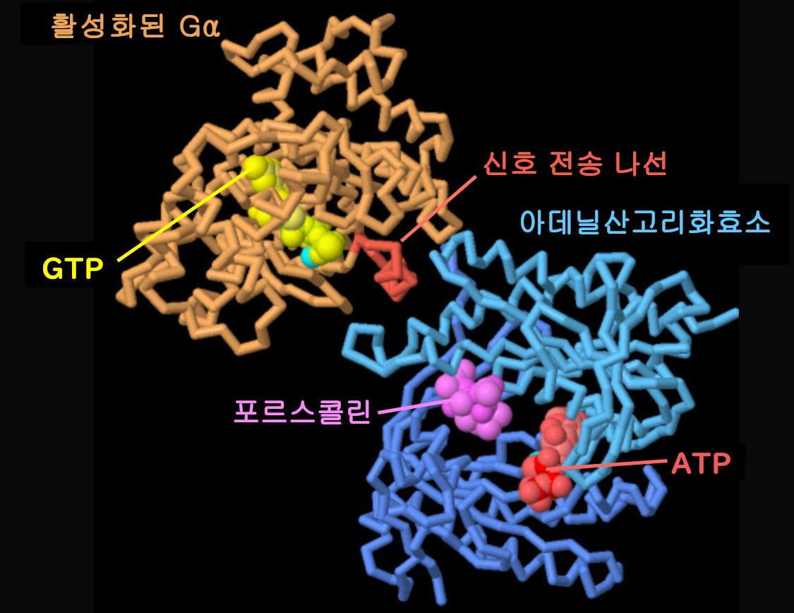 아데닐산고리화효소와 G단백질