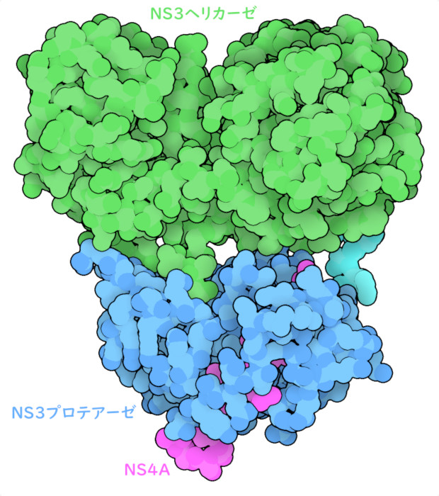 C型肝炎ウイルス プロテアーゼ/ヘリカーゼ NS3/4A。プロテアーゼドメインは青で、ヘリカーゼドメインは緑で、NS4Aは赤紫色で示す。