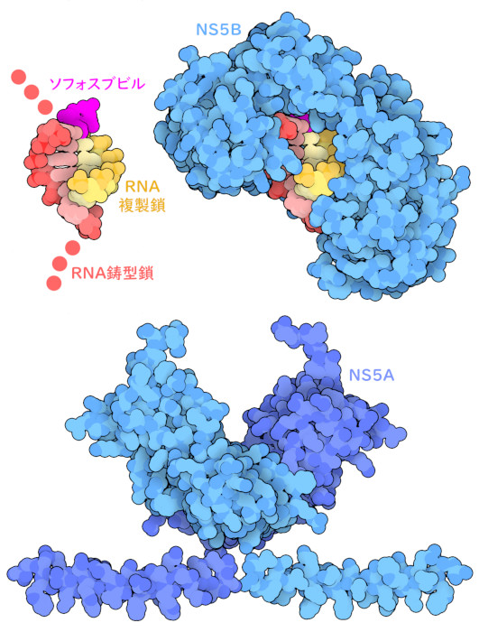 （上）短いRNA断片とソフォスブビルが結合したHCVのRNA依存性RNAポリメラーゼ（NS5B）（下）HCVのNS5Aタンパク質。