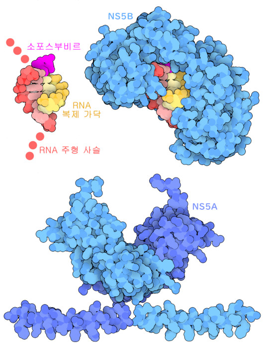 (위) 짧은 RNA 단편과 소포스부비르가 결합된 HCV의 RNA 의존성 RNA 중합효소(NS5B) (아래) HCV의 NS5A 단백질.