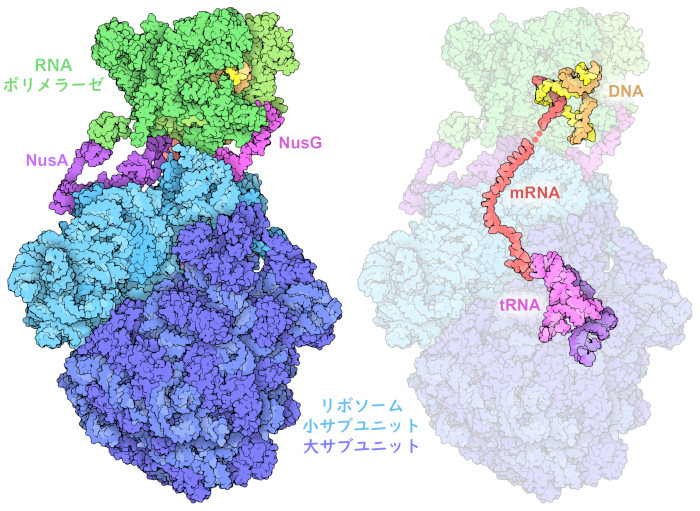 RNAポリメラーゼを伴ったエクスプレソームは緑で、リボソームは青で、転写伸長因子は紫と赤紫で示す。右の図では、DNAのコーディング鎖を黄で、非コーディング鎖はオレンジで、伝令RNAは赤で、転移RNAは赤紫と紫で示す。