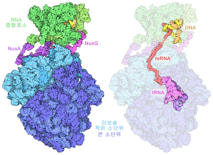 RNA 중합효소를 동반한 발현체는 녹색이고 리보솜은 파란색이며 전사 신장 인자는 보라색과 자홍색으로 나타냈다. 오른쪽 그림에서는 DNA 코딩 사슬을 노란색, 비코딩 사슬은 주황색, 전령 RNA는 빨간색, 전이 RNA 는 자홍색과 보라색으로 나타냈다.