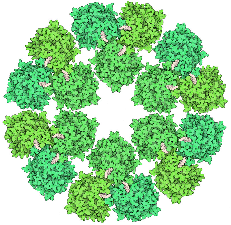 PDBエントリー 6wlb にはセルロース合成酵素の3量体が含まれ、ロゼッタ全体の電子顕微鏡写真に基づいて配置されたものである。各サブユニットは黄褐色で示すセルロース鎖を合成する。