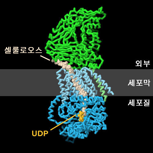 세균의 셀룰로오스 합성효소