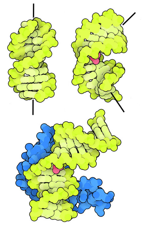 DNA二重らせん（左上）はシスプラチンが結合すると曲がり（右上、シスプラチンは赤で表示）、その曲がった場所にHMGタンパク質を引き寄せる（下、タンパク質は青で表示）。