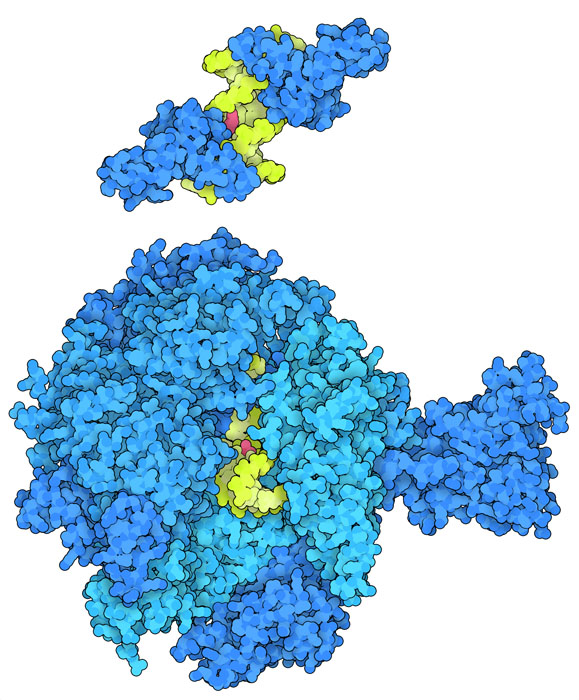 ヌクレオチド除去修復タンパク質XPA（上）は損傷を受けたDNAらせんの両側に結合し、DNAのシスプラチン結合部位でRNAポリメラーゼII（下）が停止している。