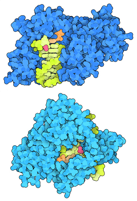 DNAポリメラーゼのη（上）とκ（上）。入ってくるヌクレオチドはオレンジ色で示す。がん細胞はこれらのポリメラーゼを使ってDNA損傷があっても複製することができる。
