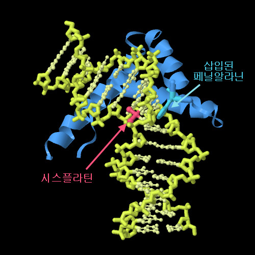 DNA에 결합한 시스플라틴과 HMG단백질