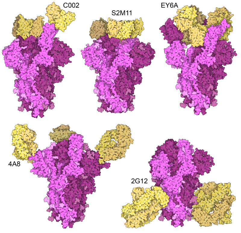 SARS-CoV-2 Spike and Antibodies