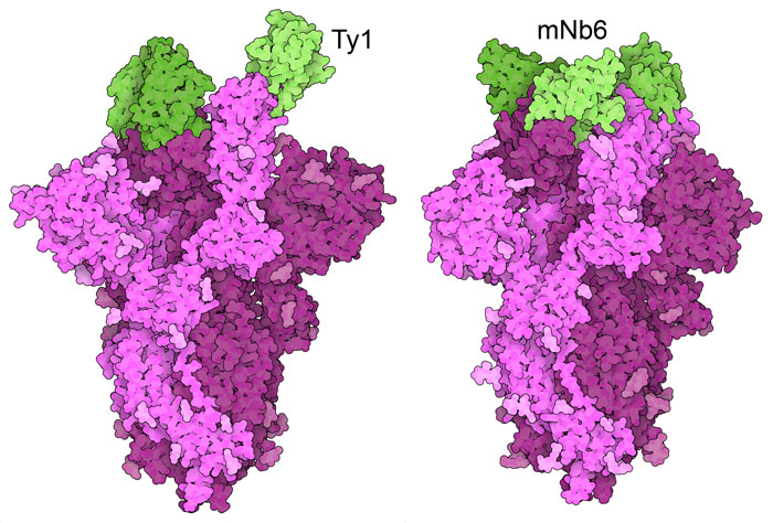 ナノボディ（緑）がSARSコロナウイルス2型のスパイクタンパク質（赤紫）に結合した構造。