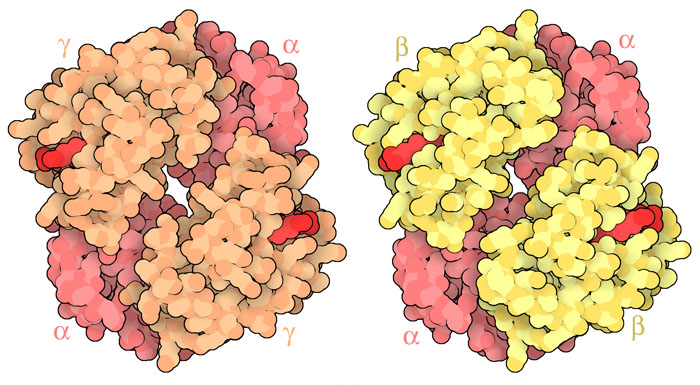 胎児ヘモグロビン（左、PDBエントリー 1fdh）と大人のヘモグロビン（右、PDBエントリー 4hhb）。α鎖はピンクで、γ鎖はオレンジで、β鎖は黄で、ヘムは赤で示す。
