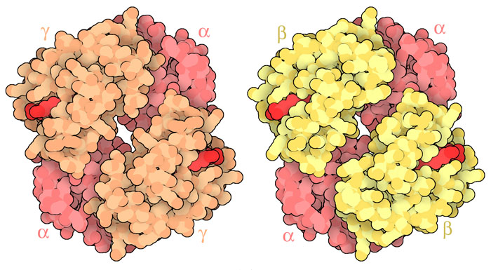 태아 헤모글로빈(왼쪽, PDB 엔트리 1fdh)과 성인 헤모글로빈(오른쪽, PDB 엔트리 4hhb). α사슬은 분홍색, γ사슬은 주황색, β사슬은 노란색, 헴은 빨간색으로 나타냈다.