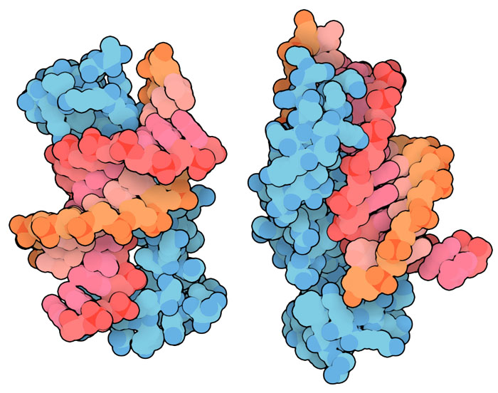 胎児ヘモグロビン遺伝子の転写調整領域から得られたDNS断片に結合したサイレンサータンパク質BCL11Aを、2つの角度から見た様子（PDBエントリー 6ki6）。