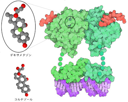 リガンド結合ドメイン（上、PDBエントリー 1m2z）とDNA結合ドメイン（下、PDBエントリー 1glu）を持つ糖質コルチコイド受容体は緑で、共活性化因子は赤で、DNAは紫で示す。タンパク質にある柔軟なリンカーはこの構造には含まれず、その概略の位置を点で示している。拡大表示したデキサメタゾンは糖質コルチコイドの中に隠れている。構造はコルチゾールと似ている。リガンド原子は炭素を灰色、酸素を赤、フッ素を緑で示す。