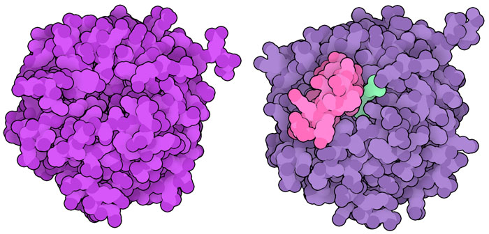 人工的に設計されたディールス・アルドラーゼの酵素（左）とFolditを使って修正を加えた酵素（右）。設計したループ（ピンク）がリガンド（緑）を安定化させ、酵素活性を高めている。