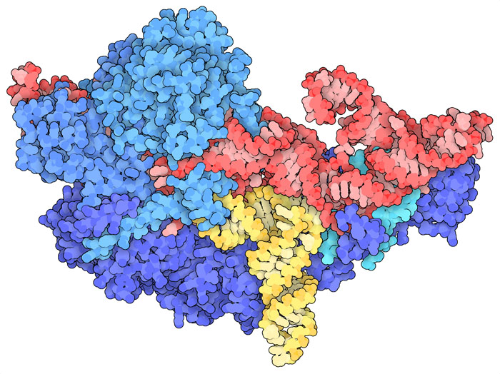 転移RNAとの複合体を形成したヒトの核リボヌクレアーゼP。リボヌクレアーゼPのRNAは赤で、タンパク質は青で、切断された転移RNAは黄で示す。