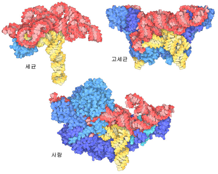 세균(왼쪽 위), 고세균(오른쪽 위) 및 사람(아래)의 리보뉴클레아제 P. 각각 전이 RNA 가 결합되어 있다. RNA 서브유닛은 빨간색, 단백질 서브유닛은 파란색, 전이 RNA 는 노란색으로 각각 나타낸다.