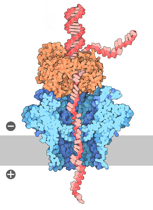 DNA配列ナノポア。DNAは赤色で、CsgGは青色で、DNAポリメラーゼはオレンジ色で示す。膜は模式的に灰色で示す。