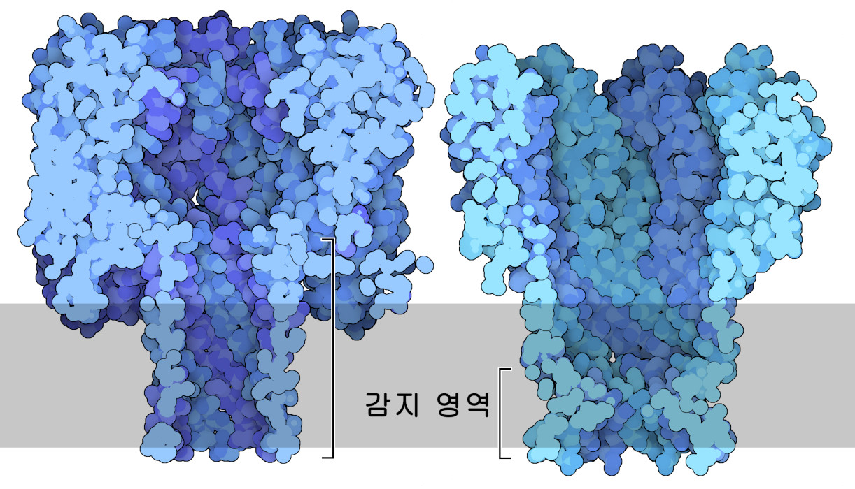 α용혈소(왼쪽)와 MspA(오른쪽)의 단면도. DNA 염기서열 결정에 이용할 때 DNA를 감지하는 영역의 크기가 다르다는 것을 나타냈다. 고해상도 TIFF 이미지는 이쪽.