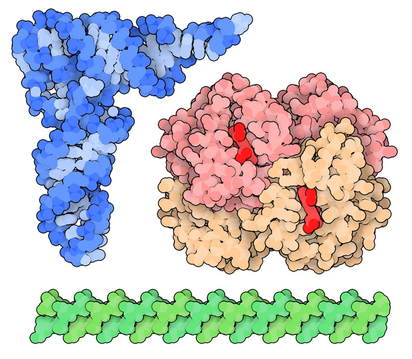 1970年代の終わりまでに、タンパク質、核酸、多糖の構造データをPDBアーカイブから入手できるようになった。ここにはヘモグロビン（赤、PDBエントリー2dhb）、転移RNA（青、PDBエントリー6tna)、アガロース（緑、PDBエントリー1aga）を示す。